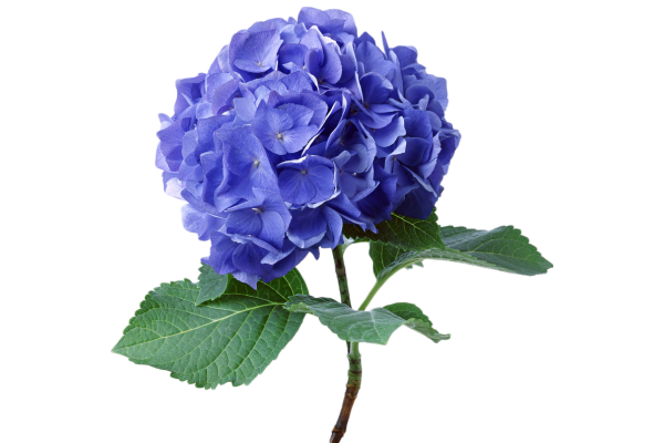 Гортензия обычная